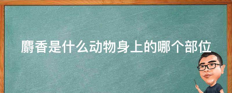 麝香是什么动物身上的哪个部位（麝香是什么动物身上的哪个部位?摘除后会死吗?）