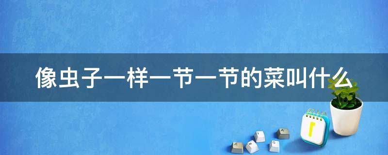 像虫子一样一节一节的菜叫什么（螺丝菜图片）