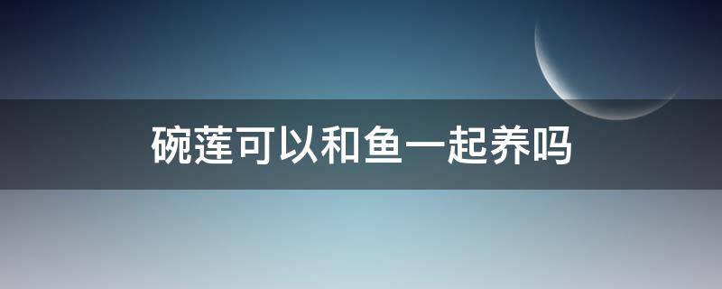 碗莲可以和鱼一起养吗 碗莲可以和观赏鱼一起养吗