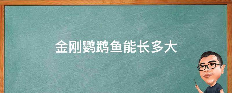 金刚鹦鹉鱼能长多大 金刚鹦鹉鱼生长速度快吗