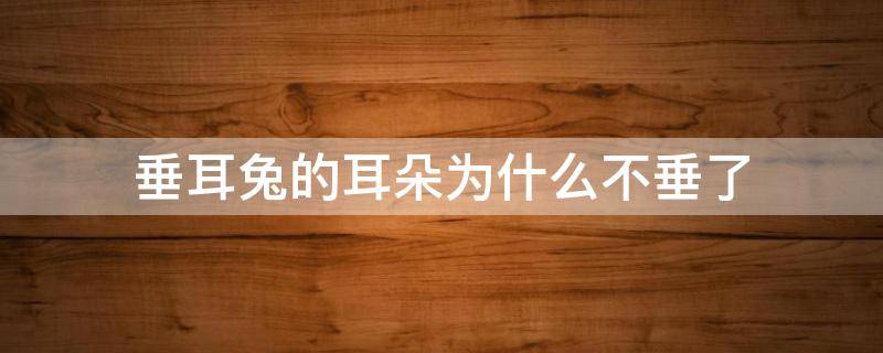 垂耳兔的耳朵为什么不垂了（垂耳兔为什么一只耳朵垂一只耳朵不垂）