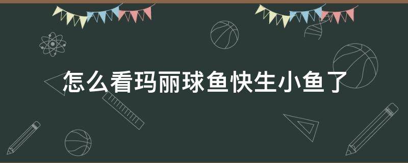 怎么看玛丽球鱼快生小鱼了 怎样知道玛丽球鱼快生了