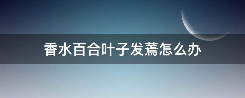 香水百合叶子发蔫怎么办 香水百合叶子蔫了怎么办