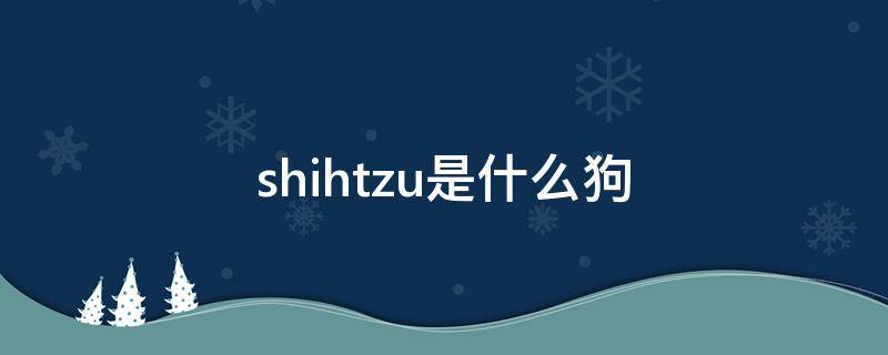 shihtzu是什么狗（shiba inu是什么狗）