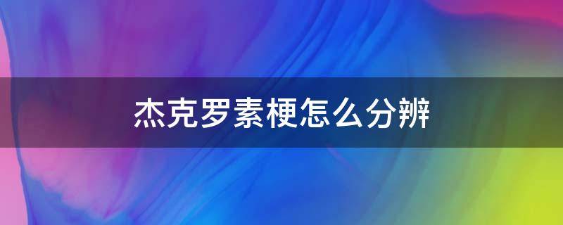 杰克罗素梗怎么分辨 杰克罗素梗长什么样