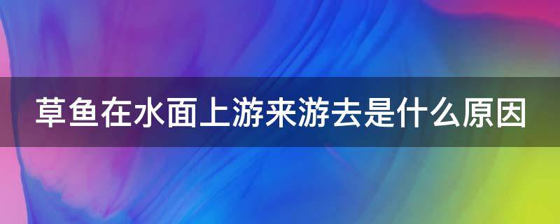 草鱼在水面上游来游去是什么原因（草鱼在水面上游来游去是什么原因导致的）