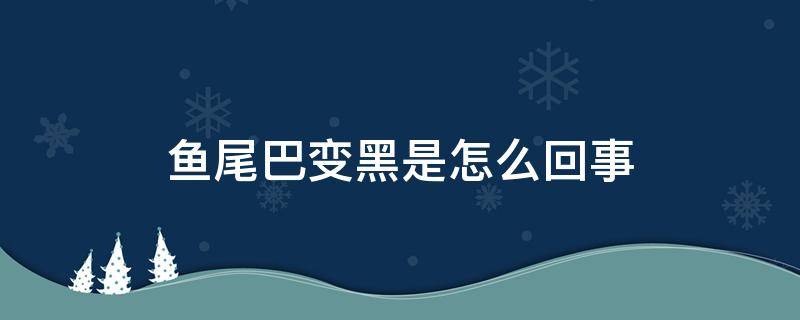 鱼尾巴变黑是怎么回事（鱼尾巴发黑是什么原因导致的）