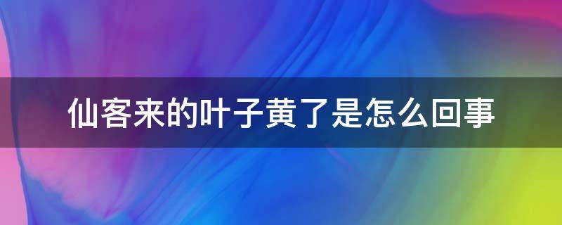 仙客来的叶子黄了是怎么回事（仙客来的叶子变黄了是什么原因）