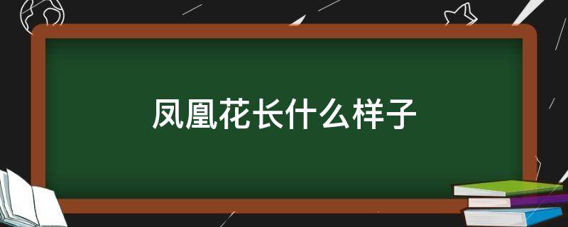 凤凰花长什么样子（凤凰花长什么样子给我几张照片）