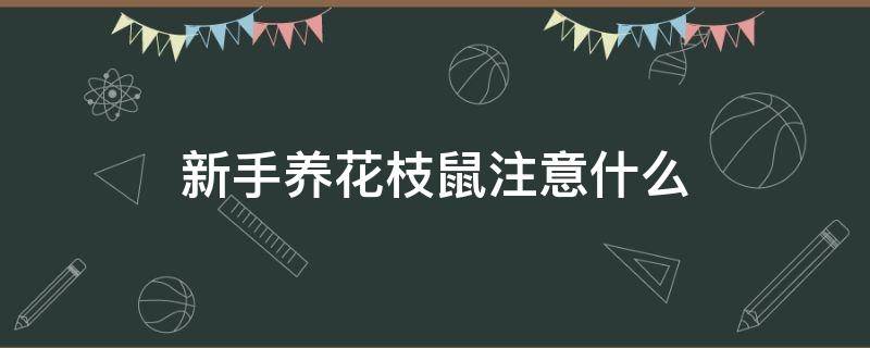 新手养花枝鼠注意什么（养花枝鼠需要准备什么）