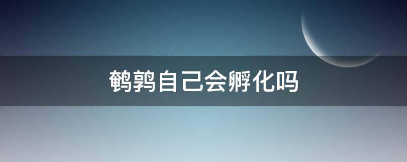 鹌鹑自己会孵化吗（鹌鹑自己会孵化吗什么都不用）