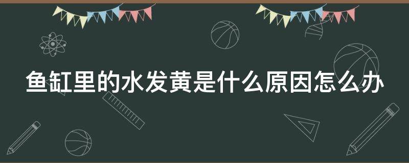 鱼缸里的水发黄是什么原因怎么办 鱼缸里的水发黄怎么办?