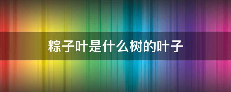 粽子叶是什么树的叶子 包粽子的粽叶是什么树的叶子