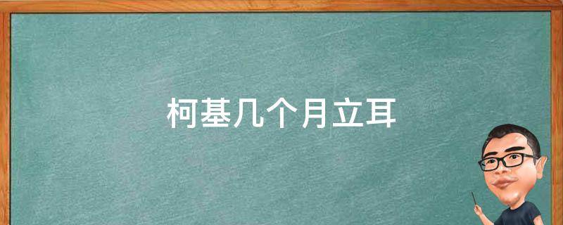 柯基几个月立耳 柯基几个月立耳完成