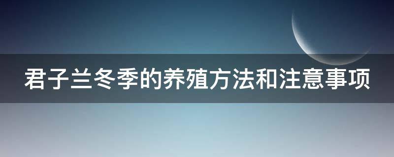 君子兰冬季的养殖方法和注意事项 君子兰冬季养护方法