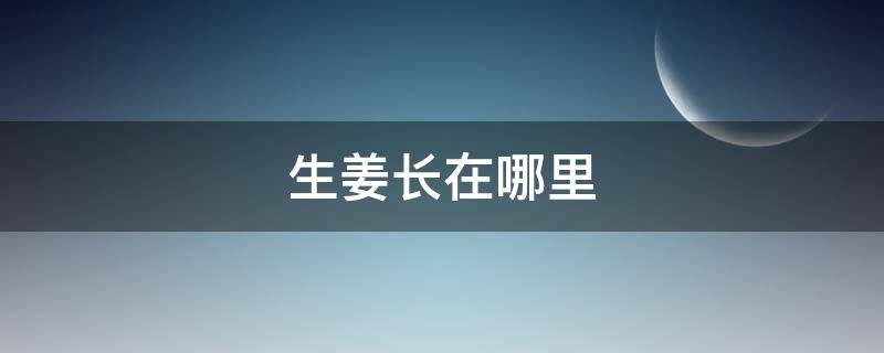 生姜长在哪里 生姜长在哪里树上还是地上