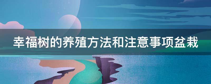 幸福树的养殖方法和注意事项盆栽 幸福树的养殖方法和注意事项