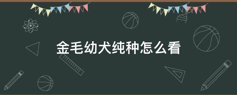 金毛幼犬纯种怎么看 金毛小狗怎么看纯种