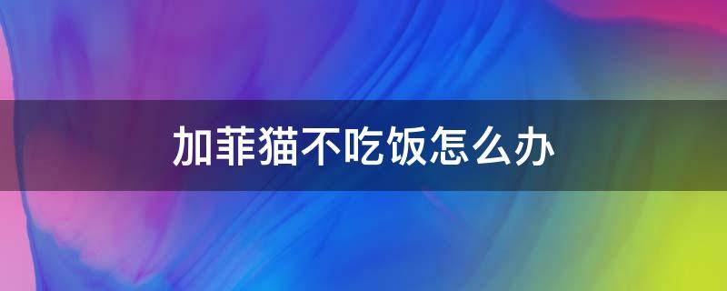 加菲猫不吃饭怎么办（加菲猫不吃饭怎么回事）