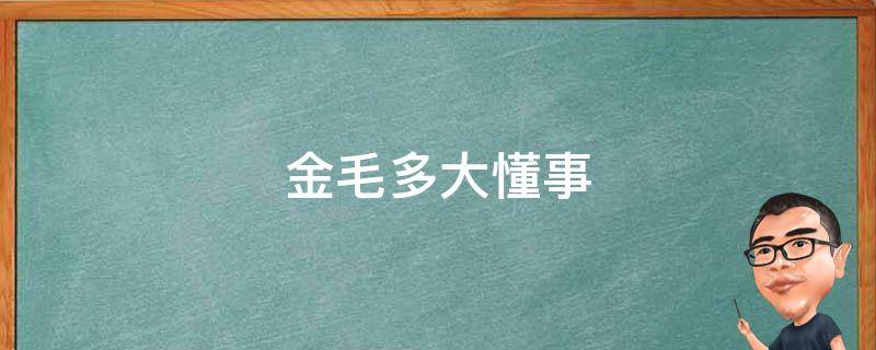 金毛多大懂事 金毛多大以后成熟懂事