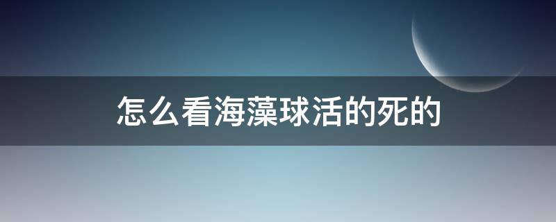 怎么看海藻球活的死的（怎么判断海藻球活着）