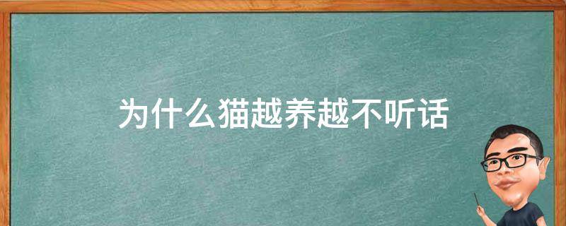 为什么猫越养越不听话 养的猫不听话