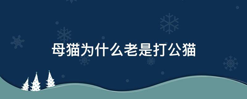 母猫为什么老是打公猫 母猫为什么会打公猫