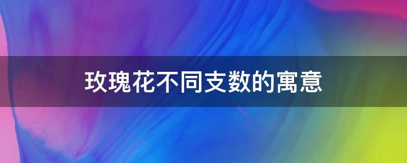 玫瑰花不同支数的寓意（玫瑰花支数用意）