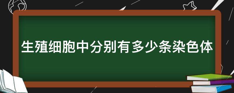 生殖细胞中分别有多少条染色体（生殖细胞中有多少条性染色体）