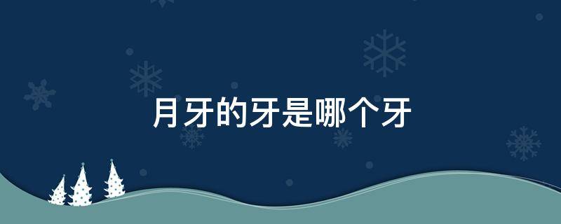 月牙的牙是哪个牙（月牙的牙是哪个牙啊）