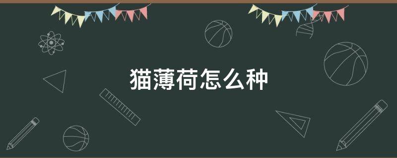 猫薄荷怎么种 猫薄荷怎么种?