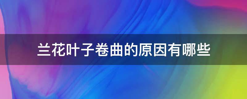 兰花叶子卷曲的原因有哪些 兰花叶面卷曲