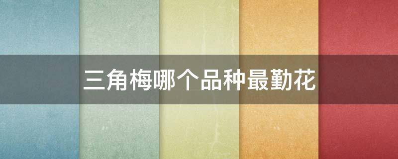 三角梅哪个品种最勤花（三角梅最勤花的品种）