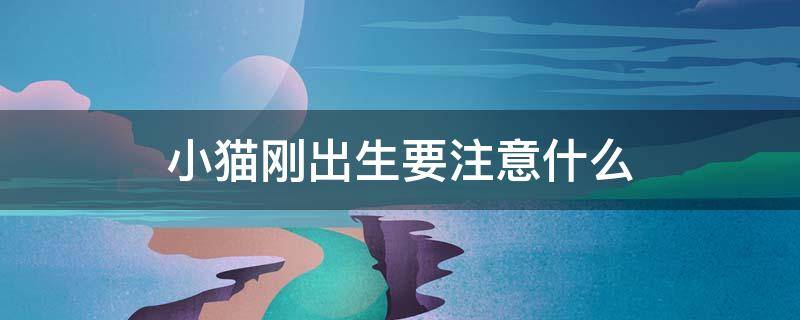 小猫刚出生要注意什么 刚出生的小猫咪要注意什么