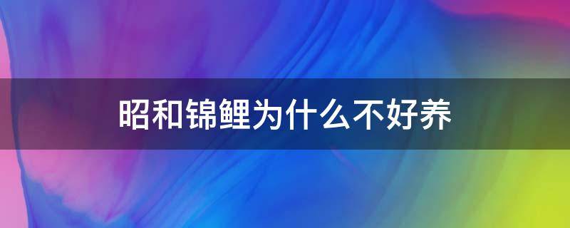 昭和锦鲤为什么不好养（昭和锦鲤和普通锦鲤的区别）