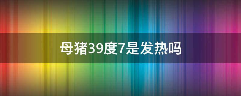 母猪39度7是发热吗 母猪体温39度7
