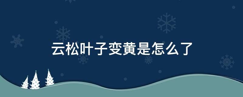 云松叶子变黄是怎么了 云松黄叶怎么回事