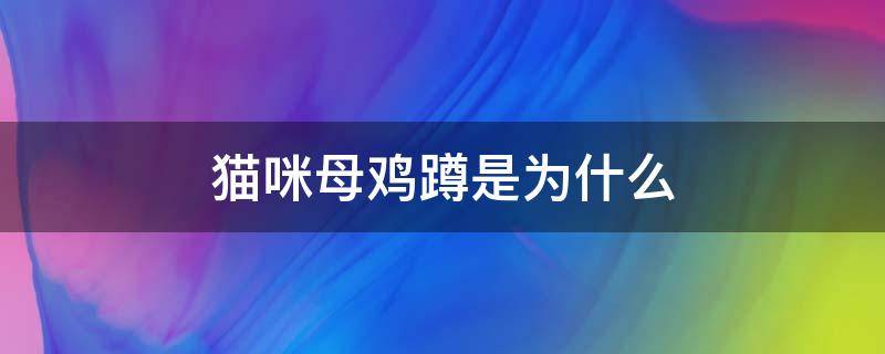 猫咪母鸡蹲是为什么（猫猫母鸡蹲意味着什么）