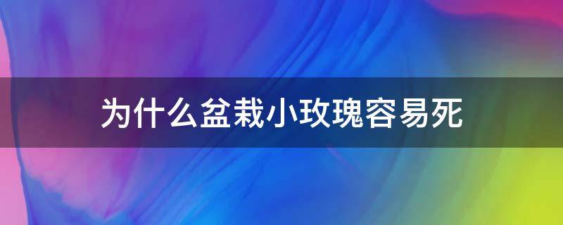 为什么盆栽小玫瑰容易死 玫瑰花盆很多水容易种死吗