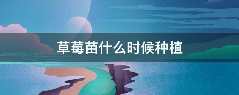 草莓苗什么时候种植 草莓苗什么时候种植成活率高