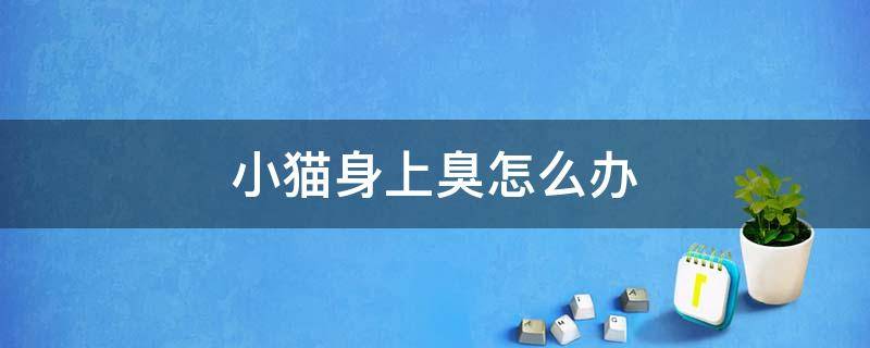 小猫身上臭怎么办 猫咪身上太臭怎么办
