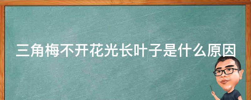 三角梅不开花光长叶子是什么原因 三角梅不开花怎么回事呢就长叶子了