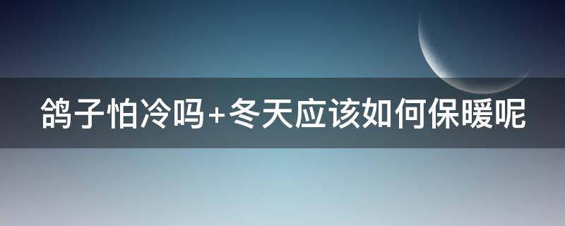 鸽子怕冷吗 鸽子怕冷吗不超过多少度