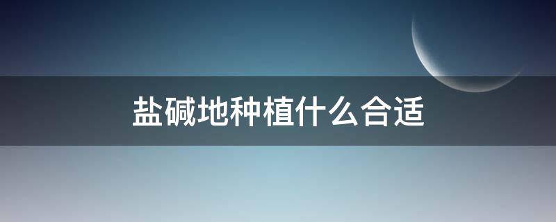 盐碱地种植什么合适（重盐碱地适合种什么）