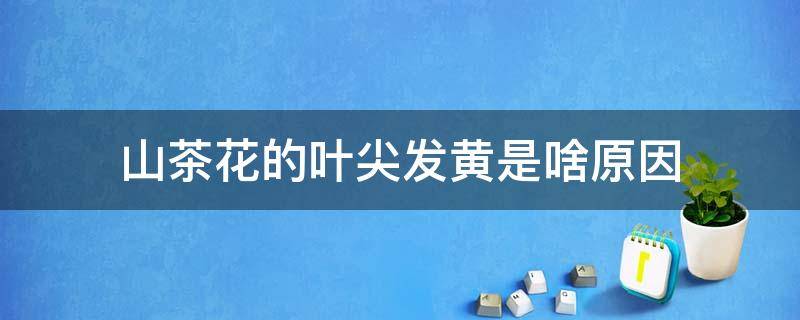 山茶花的叶尖发黄是啥原因 山茶花叶子发黄怎么办