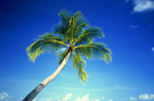 仿真椰子树怎么样 带你认识它