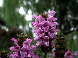 夏枯草膏禁忌有些什么（夏枯草膏禁忌有些什么）