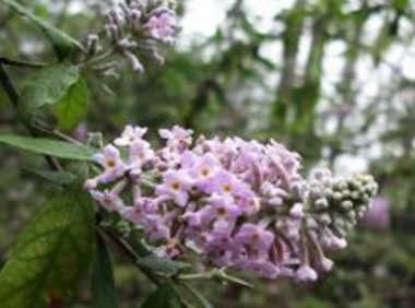 密蒙花的价格是多少呢（密蒙花多少钱一斤）