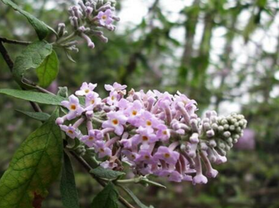 密蒙花是什么样的 什么叫密蒙花