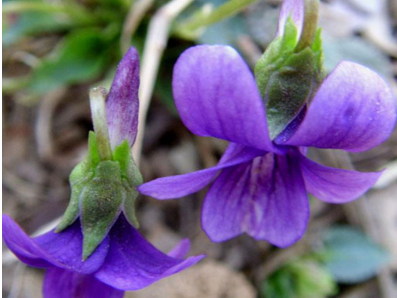 紫花地丁泡茶的功效是什么呢 紫花地丁泡茶喝的作用